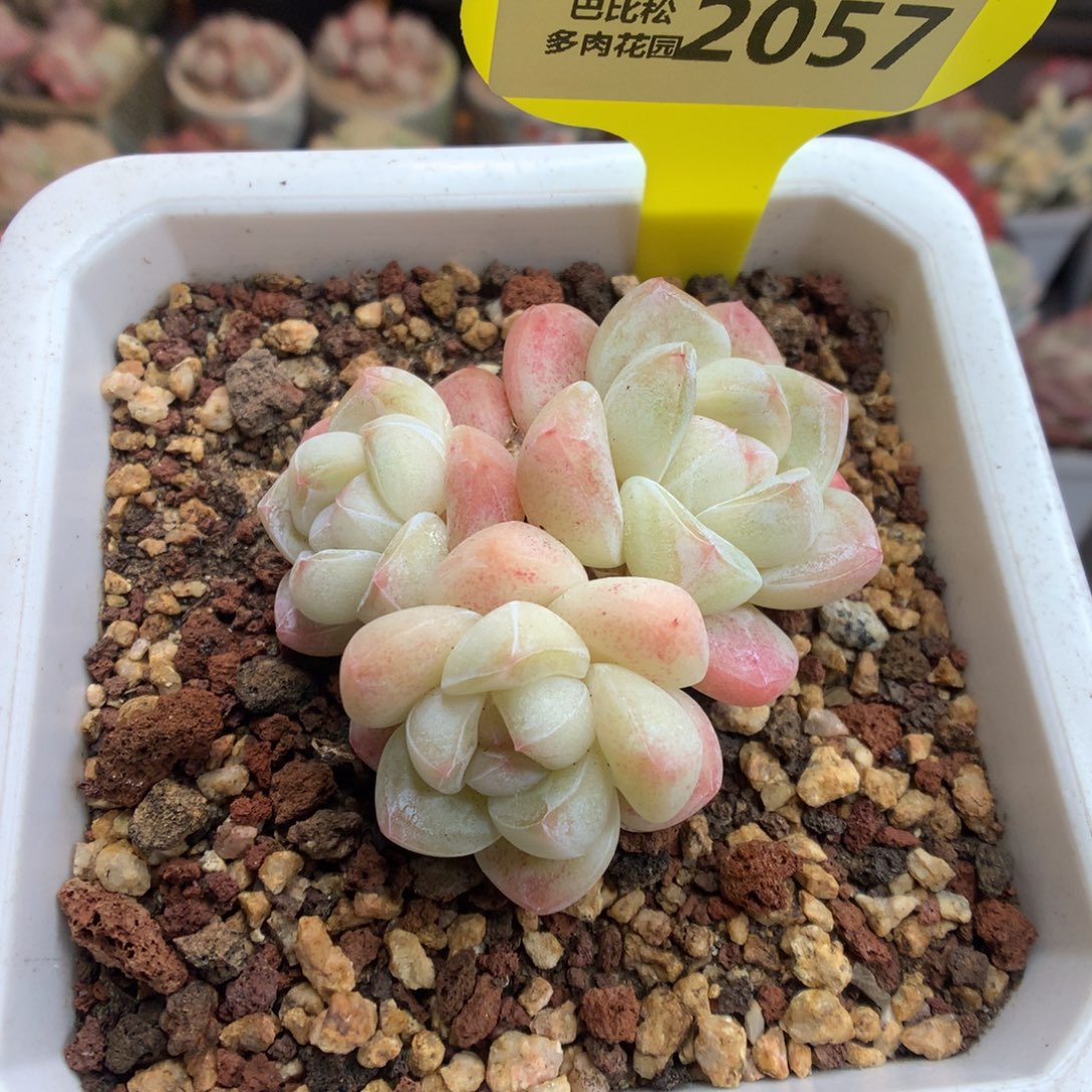 @****2057新年快乐冰玉