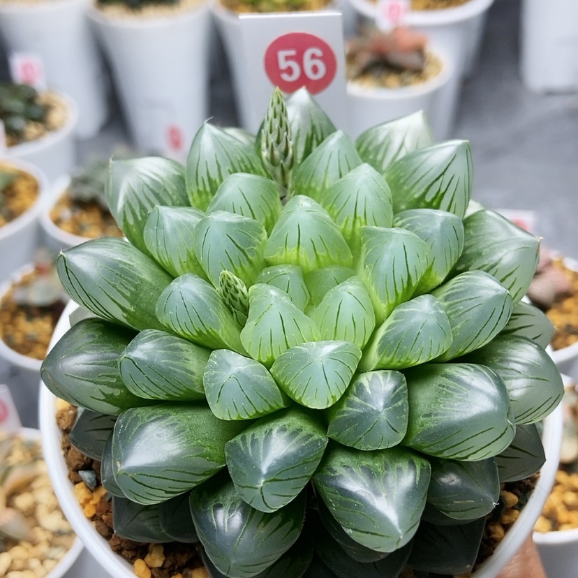 【闪购商品】56翡翠