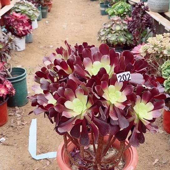 202欧紫老桩法师