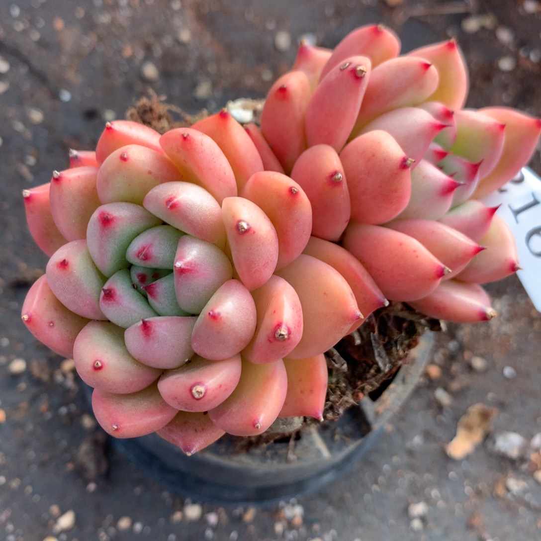 2165新年快乐发发发