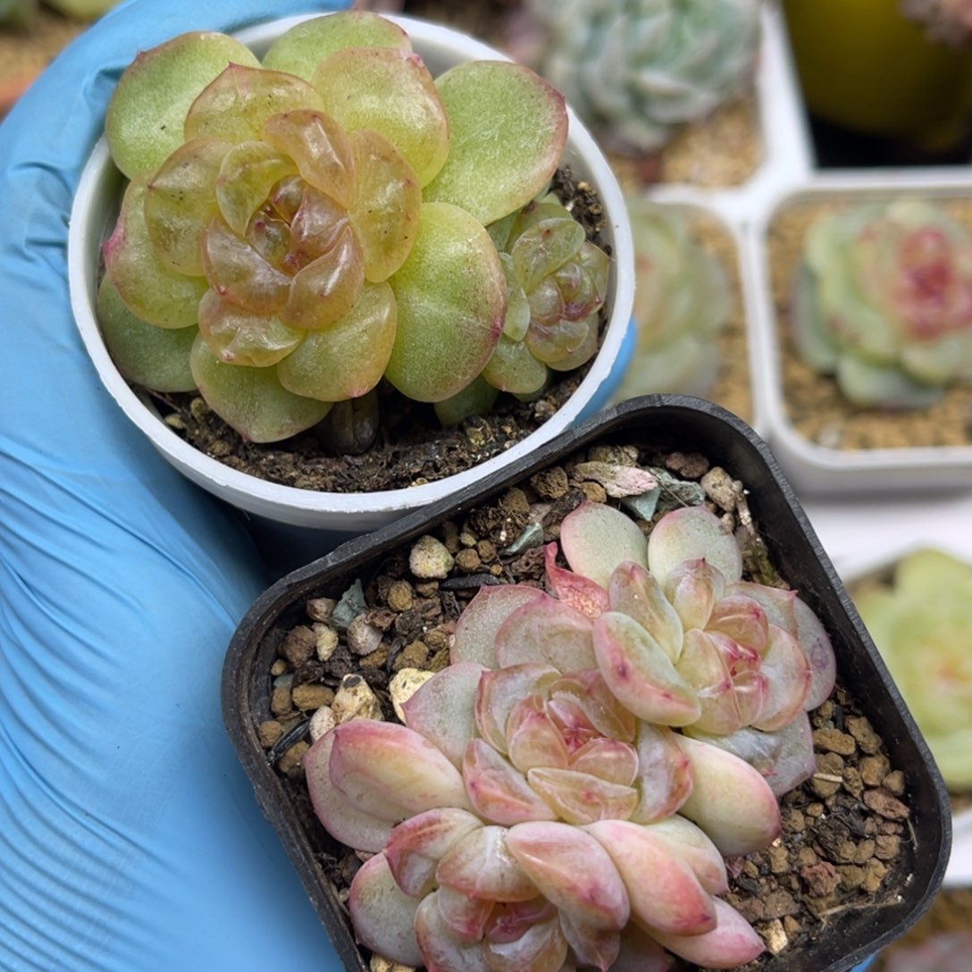 甜心 套餐 T5000石化一个 甜心婚一个