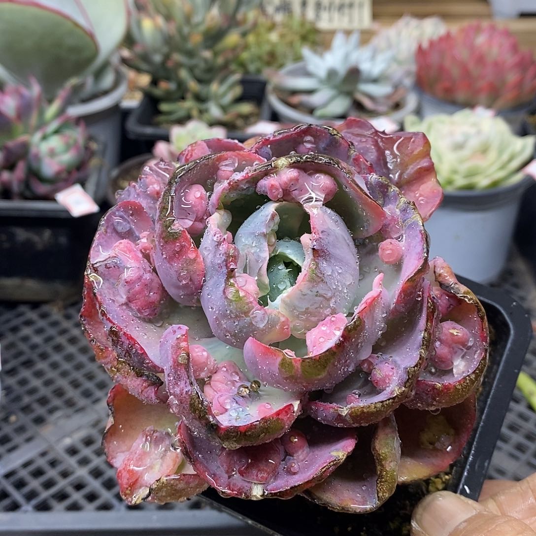 2540 宝塔锦有杆子