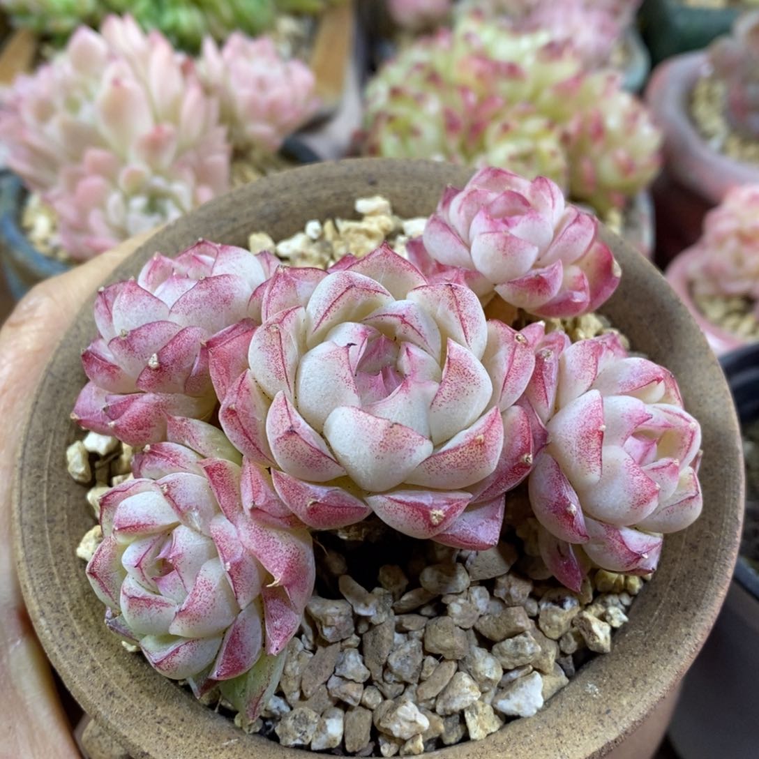 精品多肉一物一拍不包整141