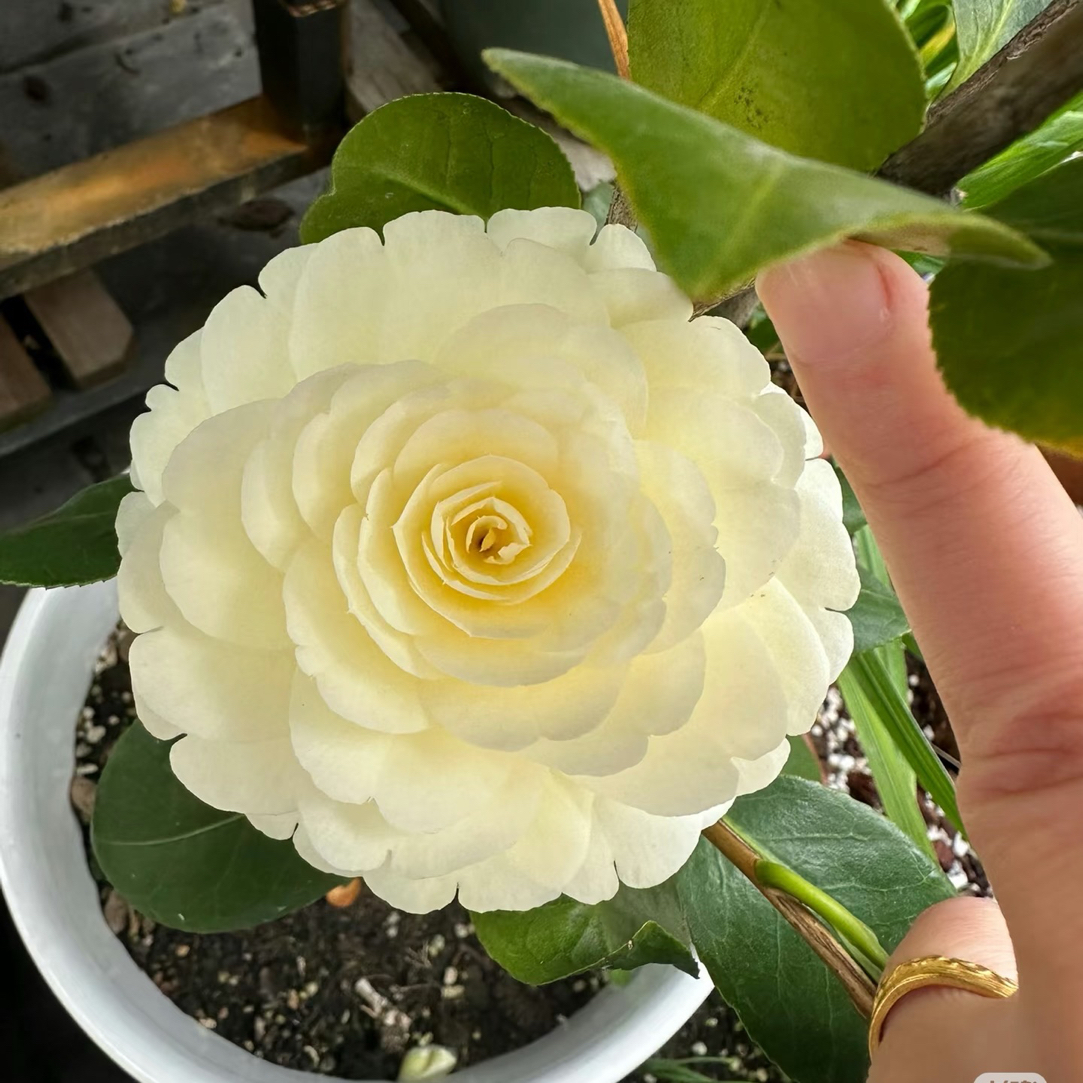 【黄达茶花】飞黄腾达珍藏系精致正宗原生苗