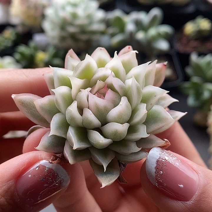 白水晶锦多肉植物