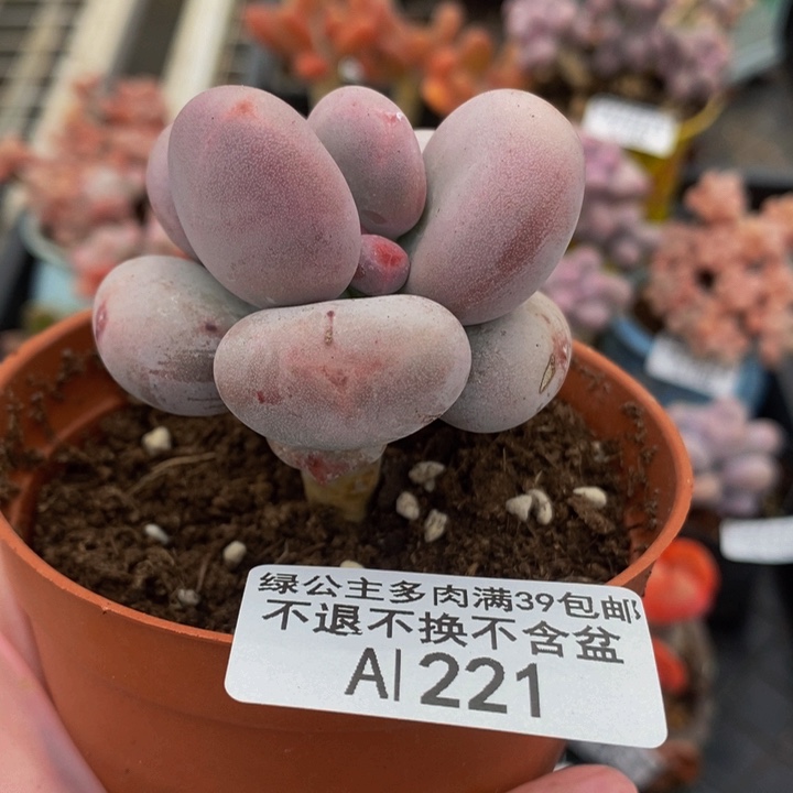 大叶奶单头4cm221多肉植物