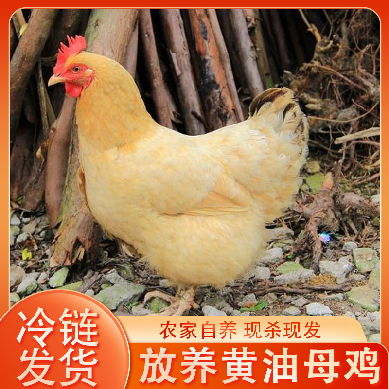  【秋玲】 农家放养黄油老母鸡现宰现杀到手共5只净重共10-11斤 