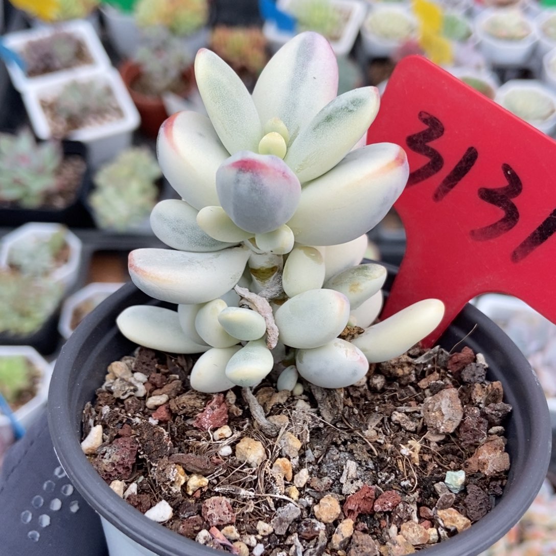 3131福娘锦多肉植物