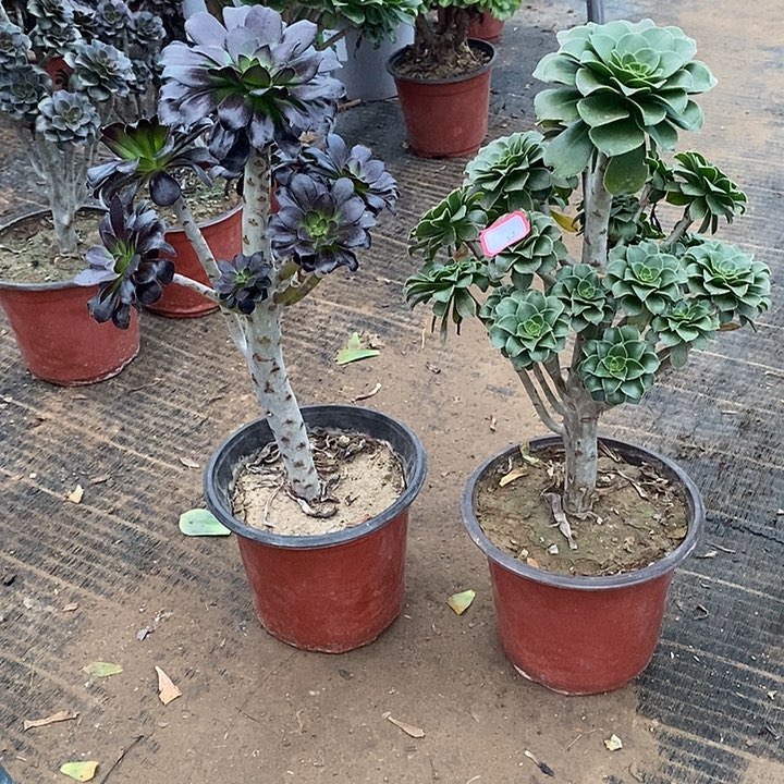 22，2颗多肉法师多肉法师