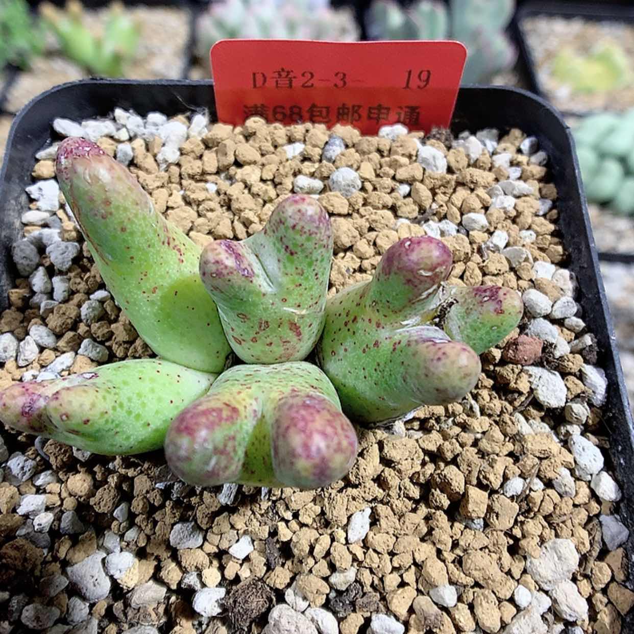 【闪购商品】2-3-19 955D斑马多肉一群 