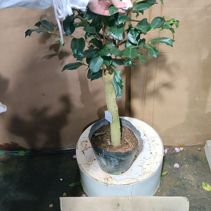 伴****8594三玉尾，原盆原土发货，不包邮