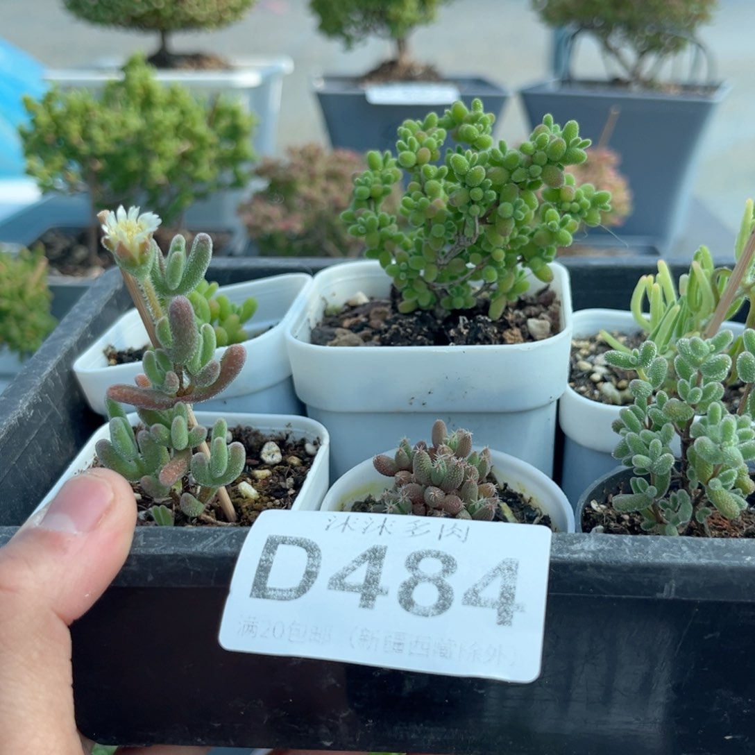 484新手套餐福利组合