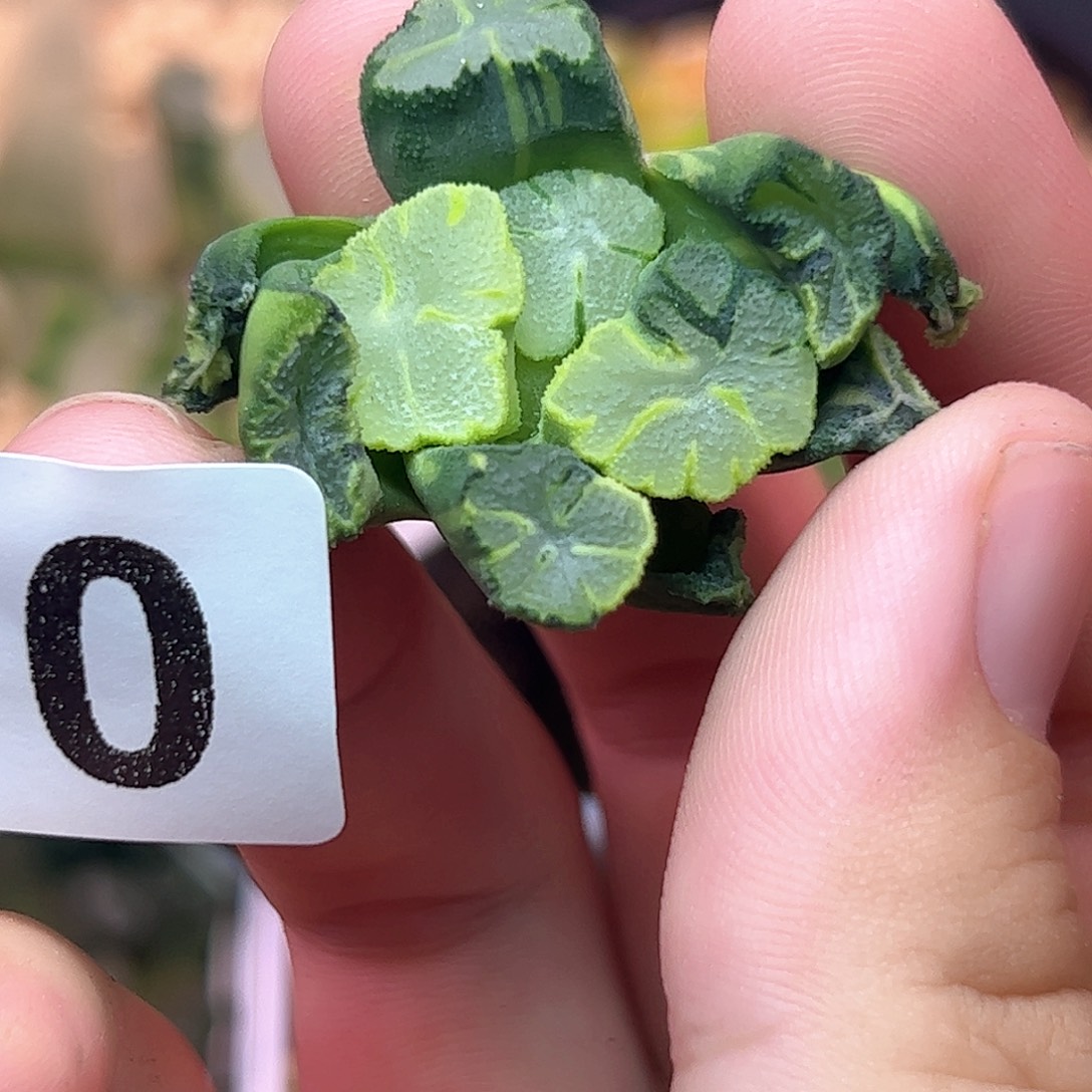 630天照锦十二卷多肉植物满