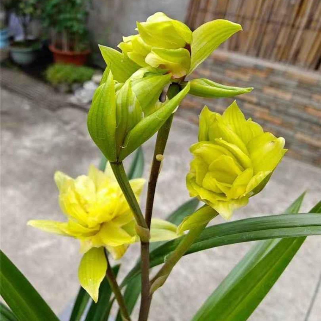 带花苞浓香型稀有春剑宝莲灯兰花室内阳台好养盆栽