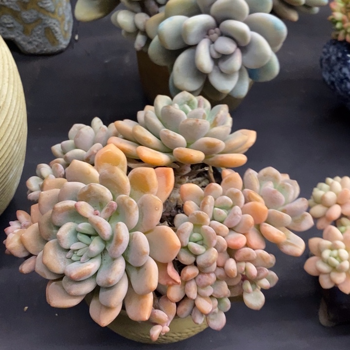 夏悦多肉0117-167木糖醇