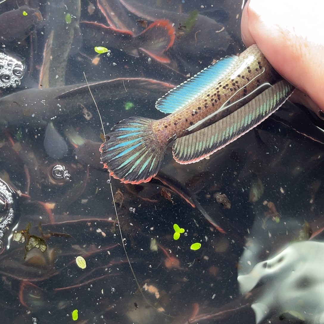 安***雷龙鱼19号1111111111