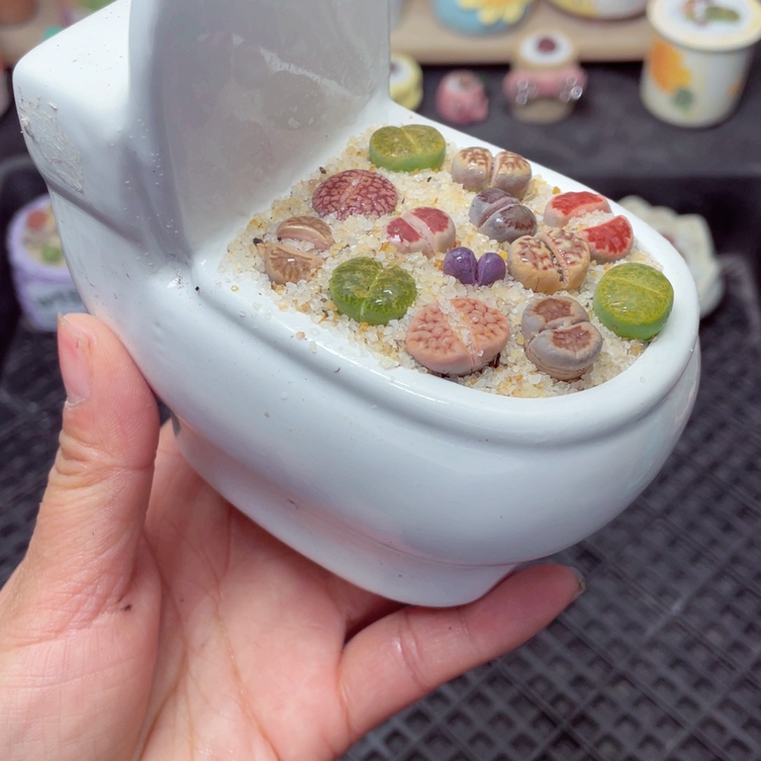 w1531 带盆土发货-零下地区拍保温箱