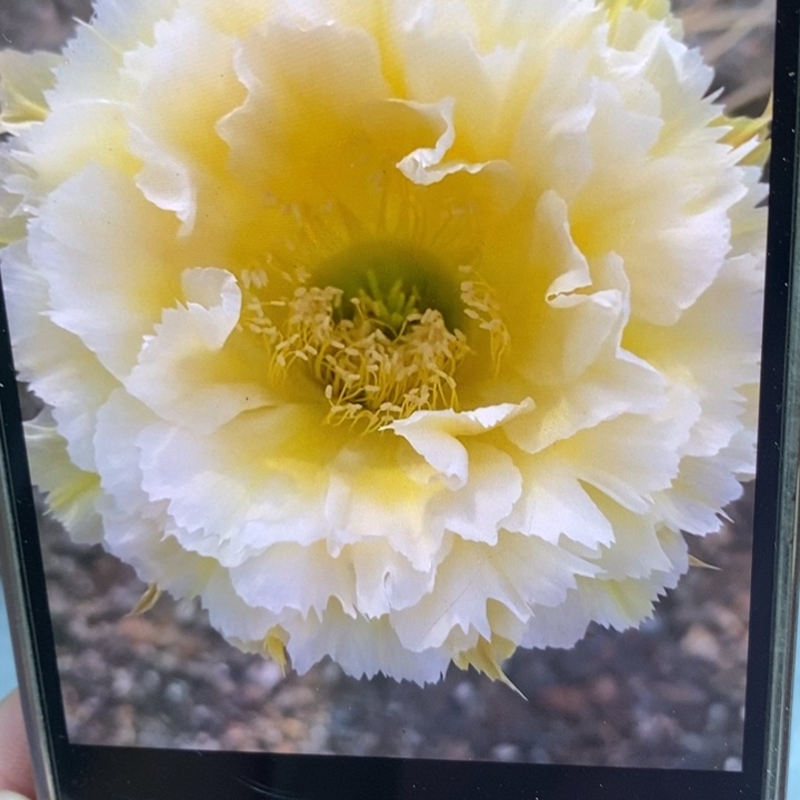 彩草黄牡丹8.5公分左右