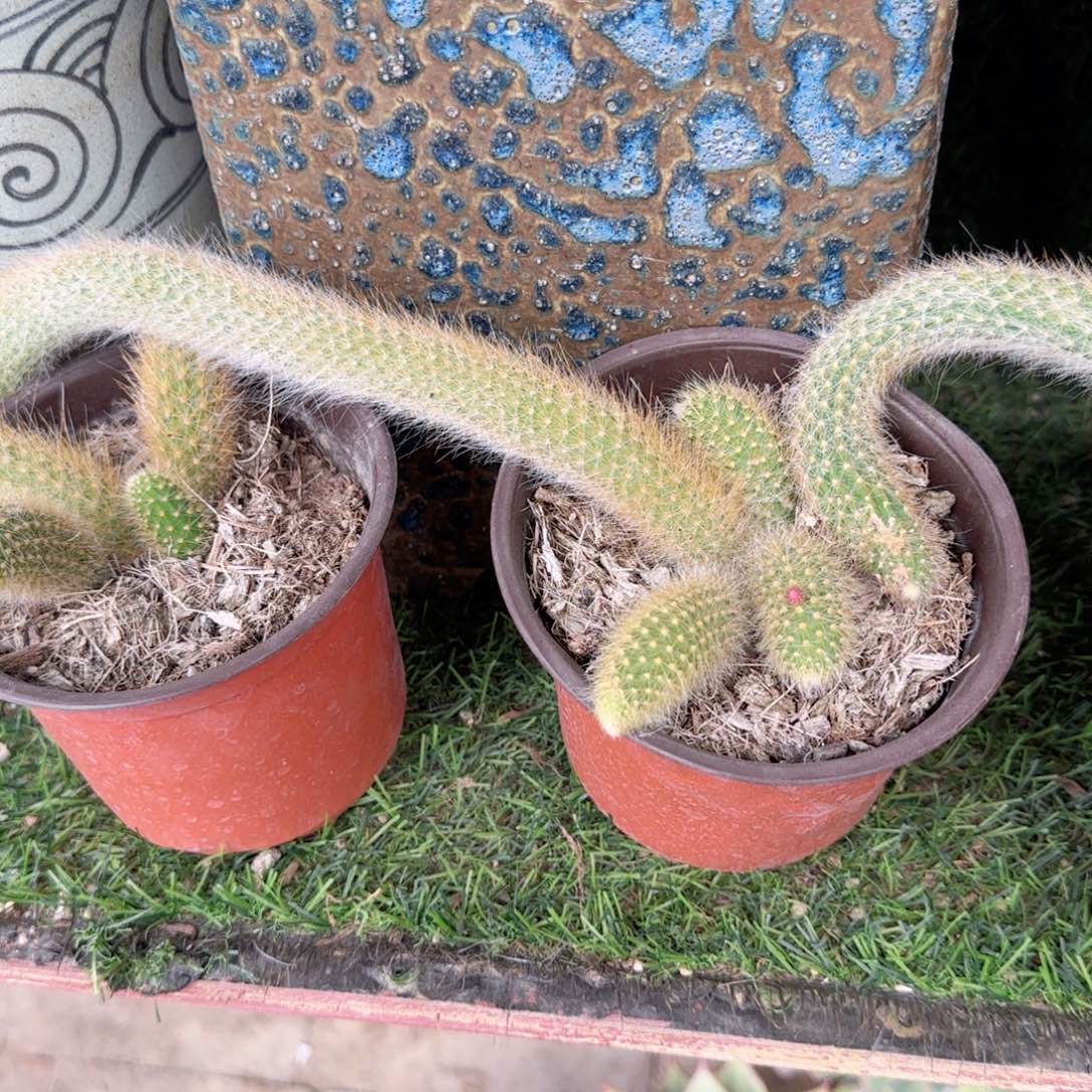 无花朵九尾狐120盆