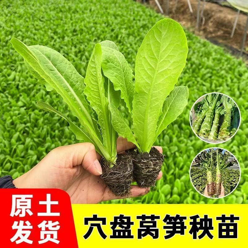 莴笋苗秧苗耐寒香莴苣种籽青笋种子春季秋四季冬季特大带土蔬菜苗