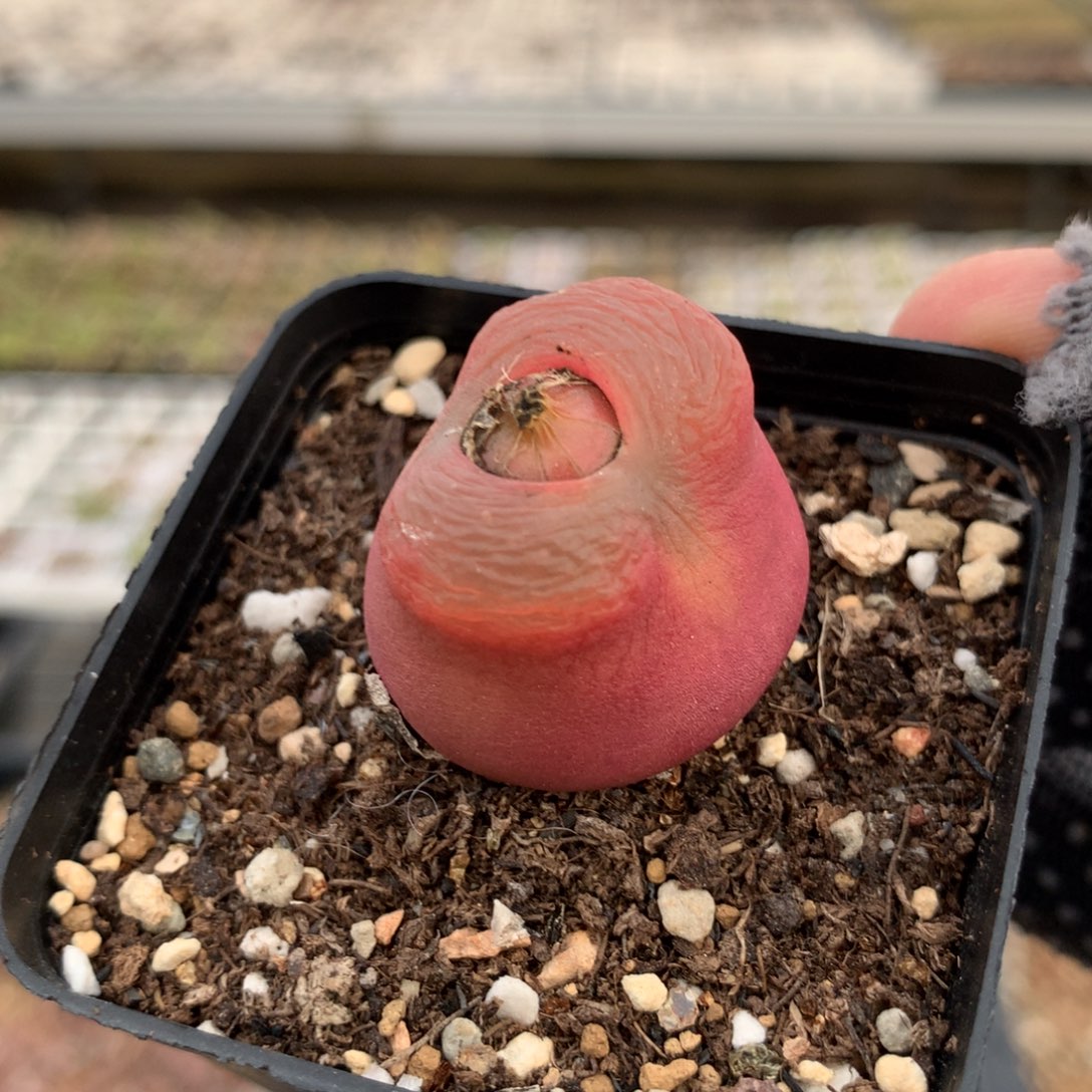 129拉登体母本一颗