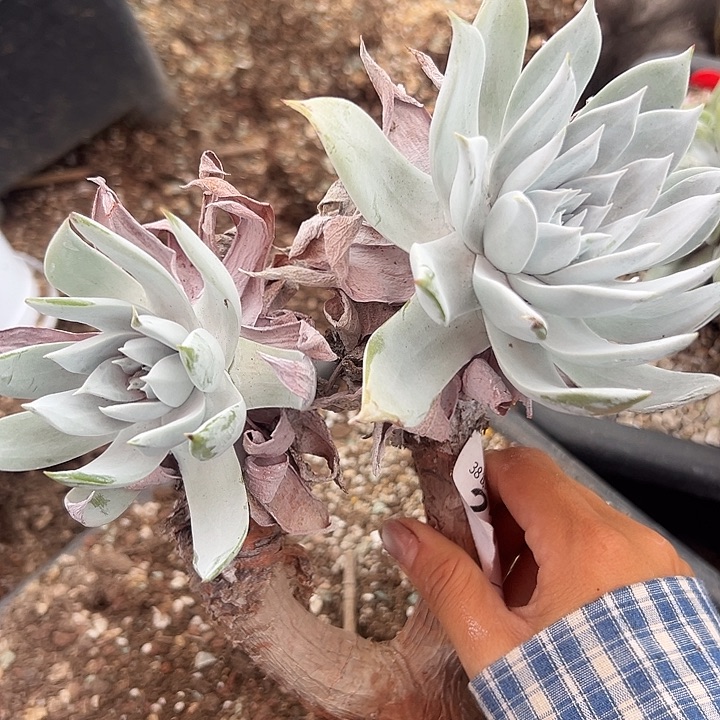 锦宸多肉～一物一拍2110