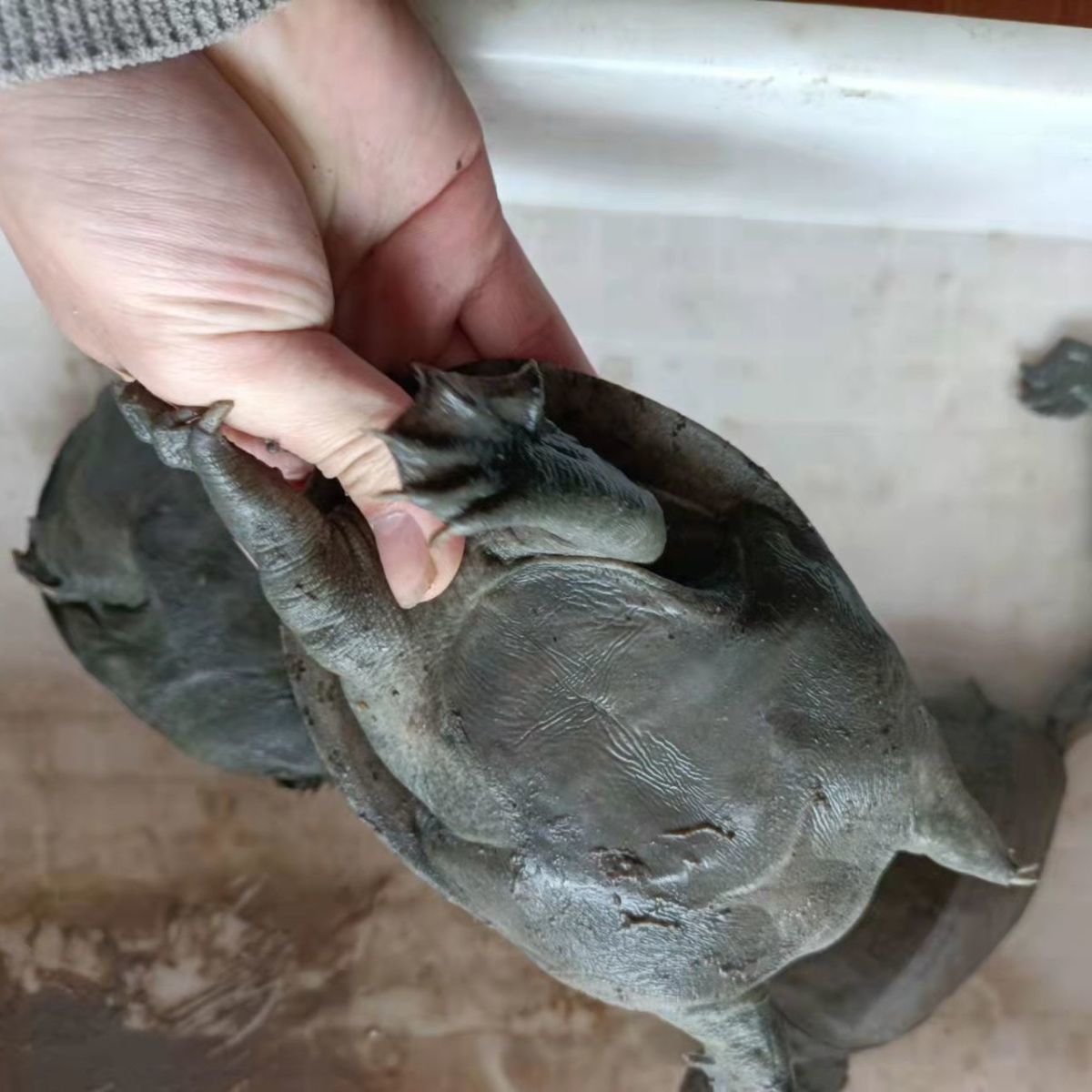 乌鳖外塘野生态老甲鱼中华鳖水鱼团鱼链接