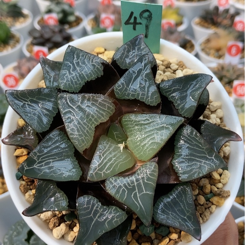 【闪购商品】49掘川巨大克