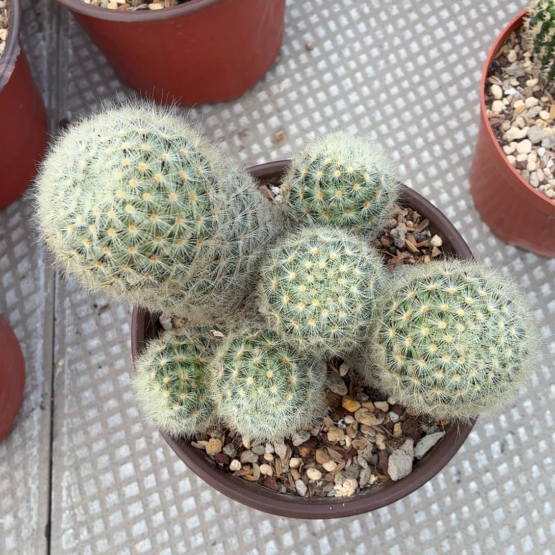 5***.无花朵多头嘉汶丸！！！