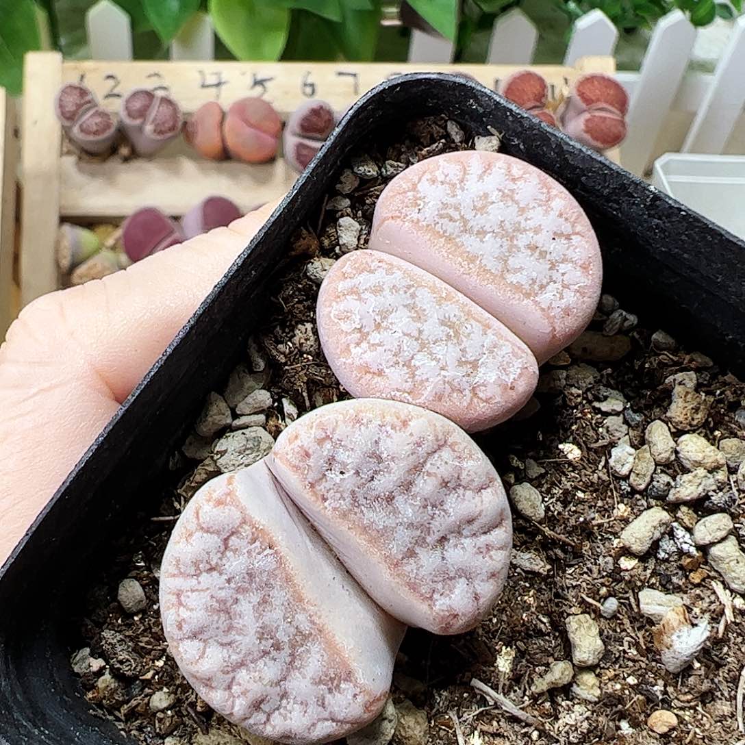 无花朵拿铁带盆发…………………