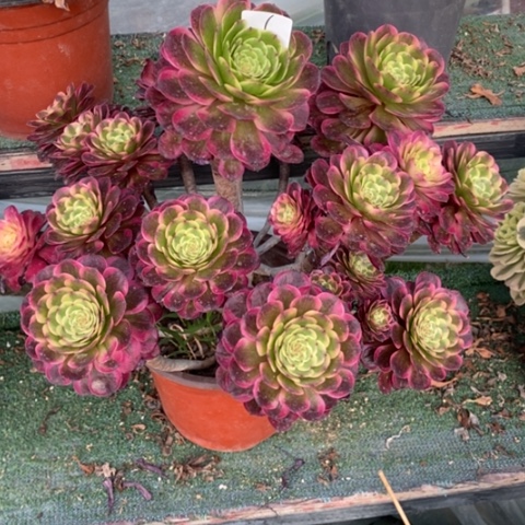 多肉植物组合拼盘6