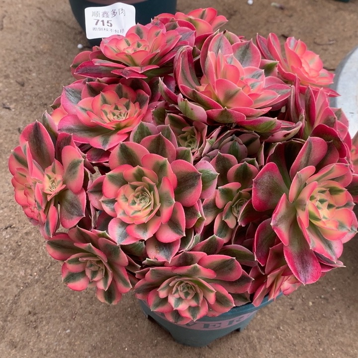 715粉女巫多肉植物