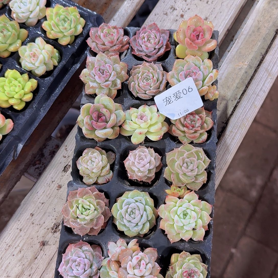 直播福利一物一拍06