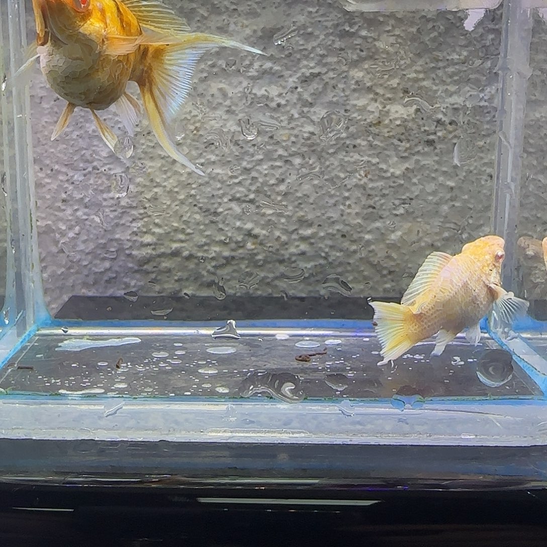 黑玛丽鱼金虎玛丽。16号