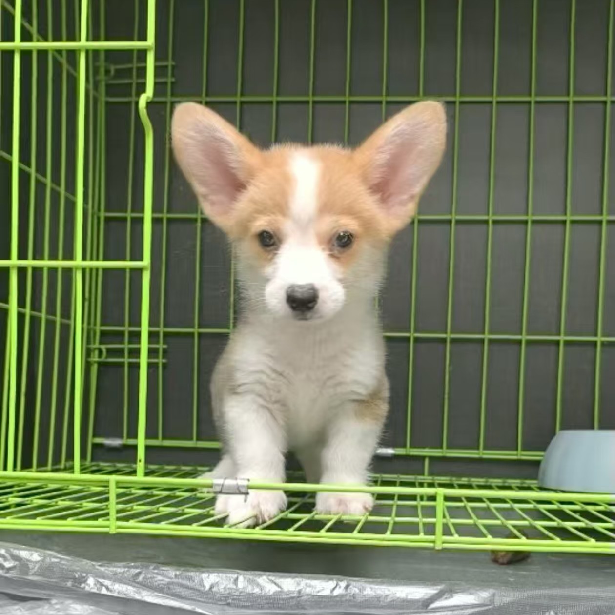 小柯基小短腿幼犬