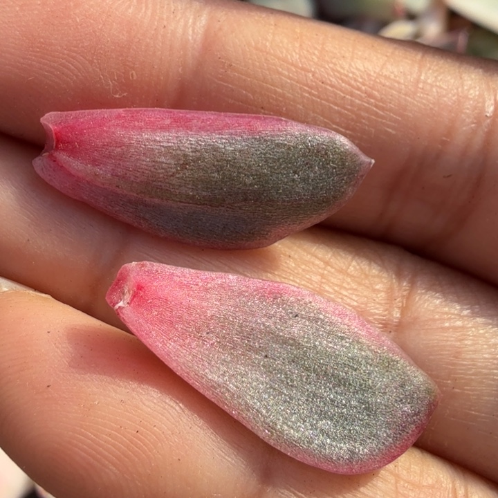 紫水晶锦一组叶片