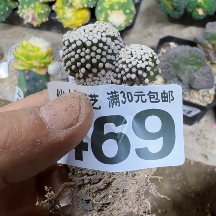 静**海福利自根松针469