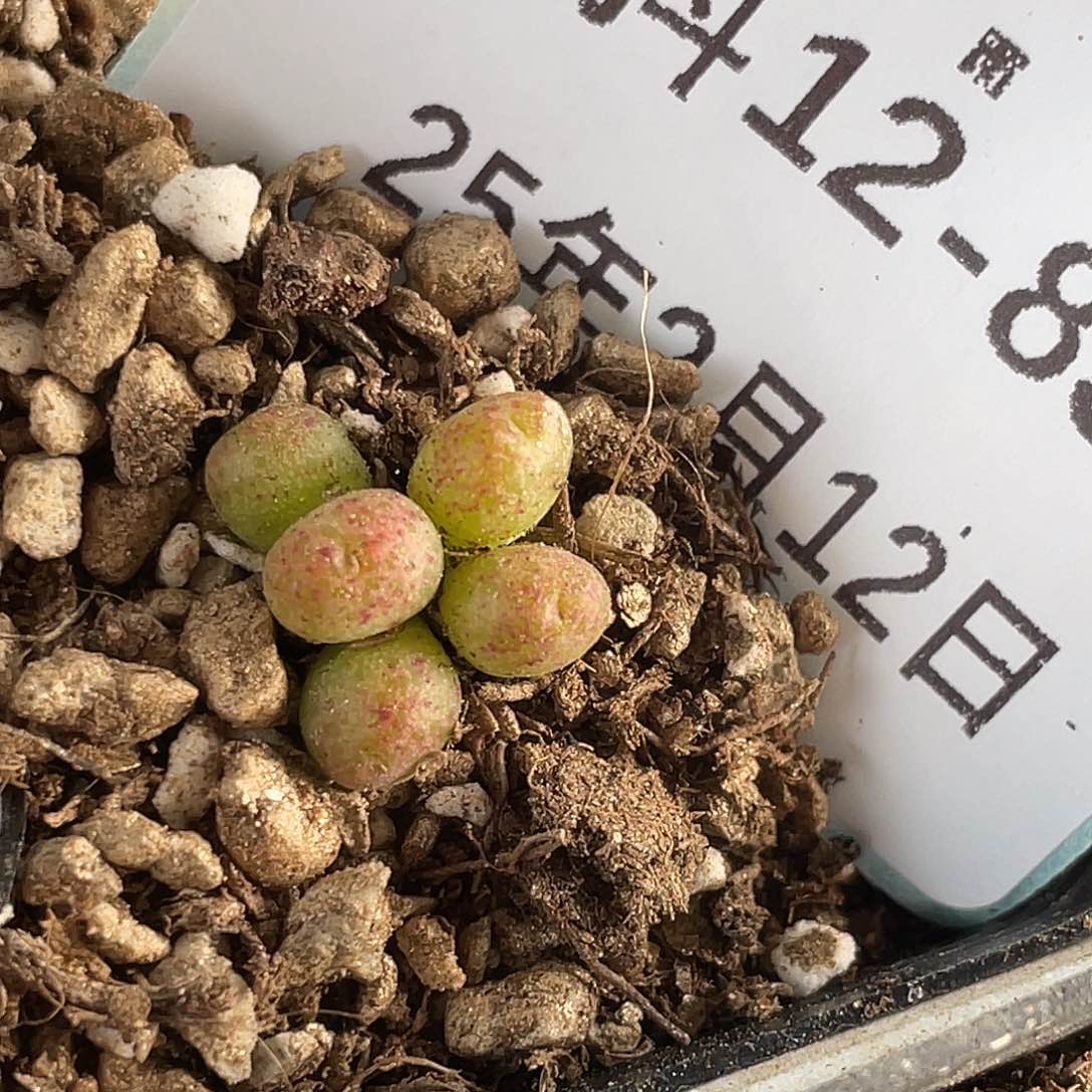 12-83斑马多肉植物