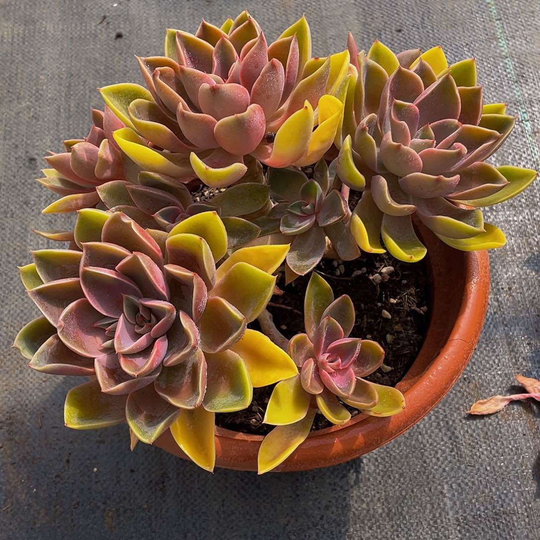 琼斯多肉植物群2061