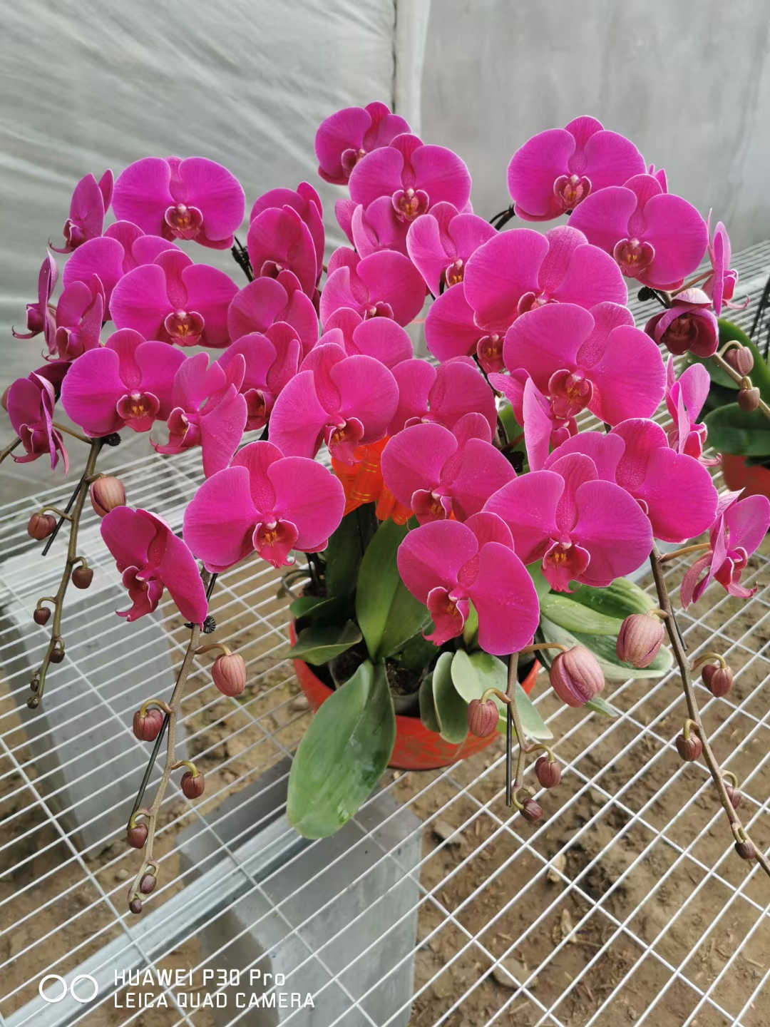 精选多色蝴蝶兰带花苞，5棵为一组，批发:)