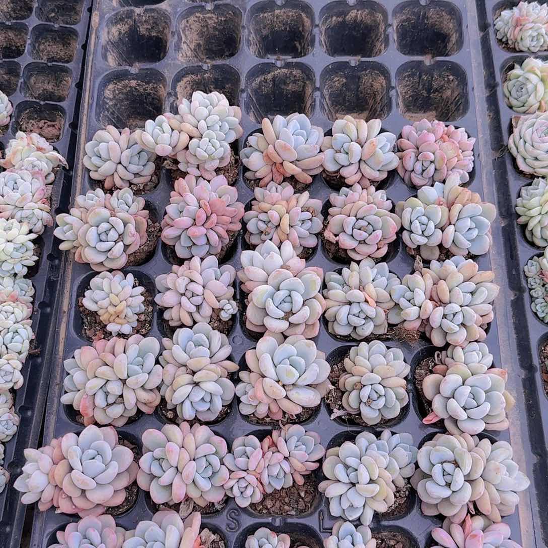 直播一物一拍多肉34