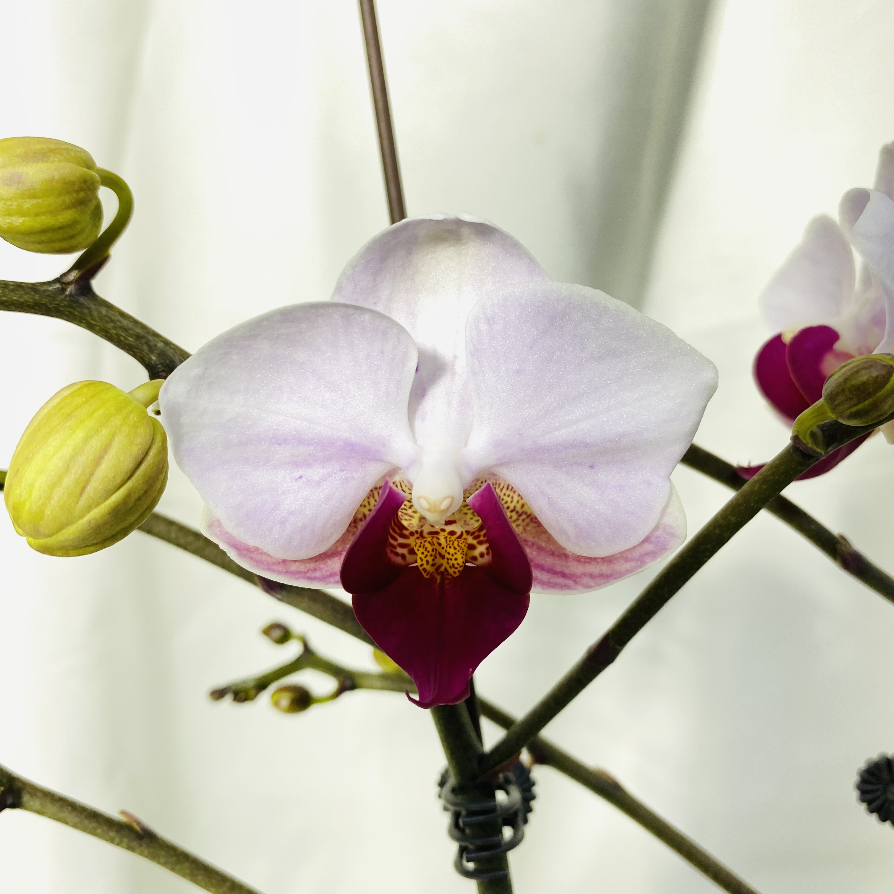 拂晓蝴蝶兰（烂貂蝉3.5单剑带花带花苞）开花珠发货