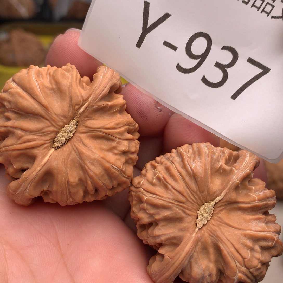 文玩核桃把件42白狮子…………