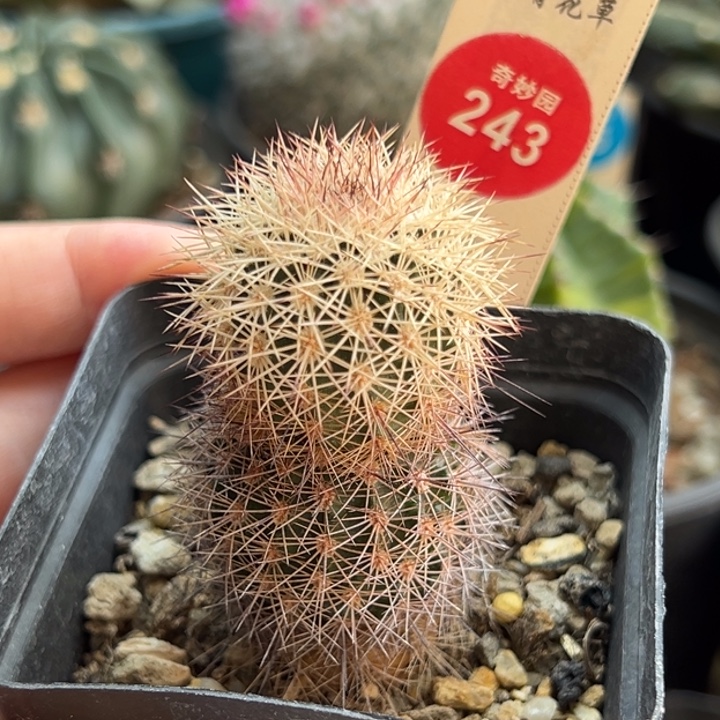 实生球上球密刺御旗虾