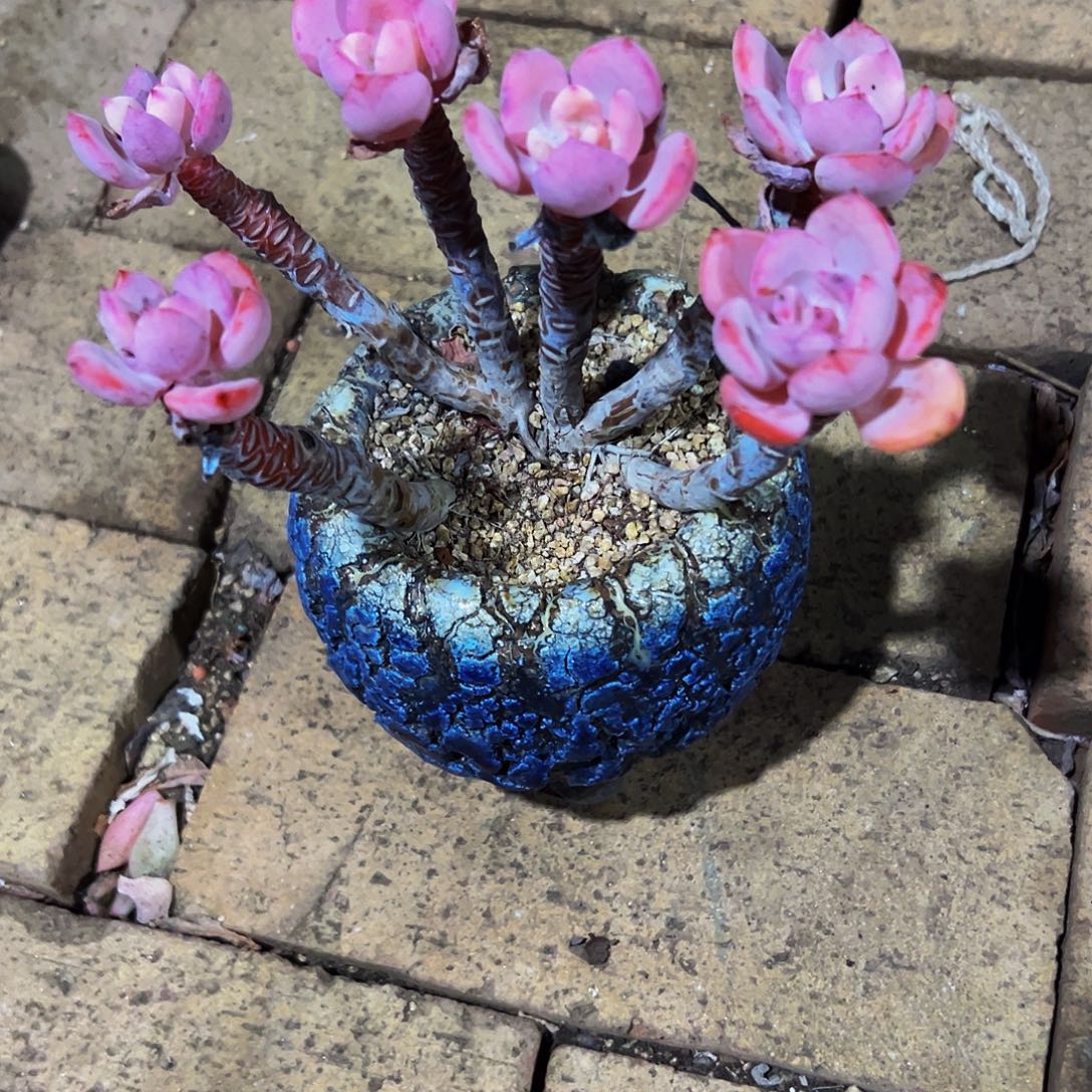 商***坊白月光小树一物一拍带盆