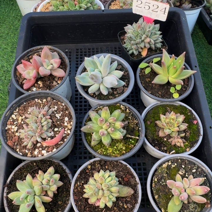 2524多肉植物一物一拍