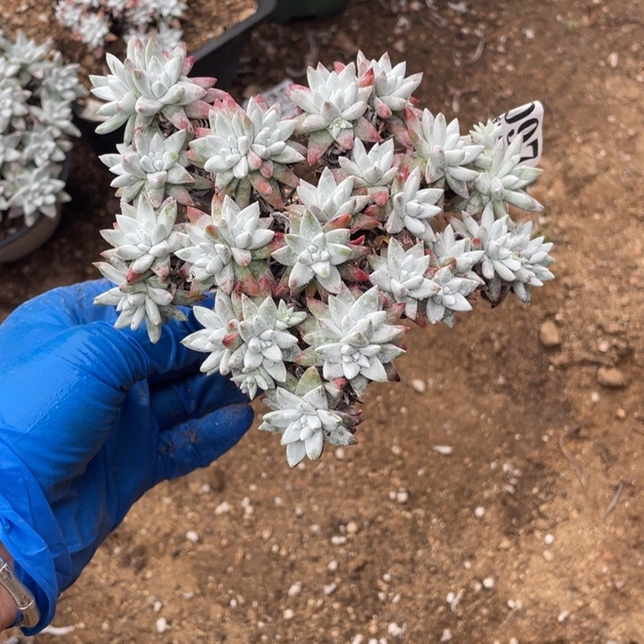 97号白菊多肉有干疤