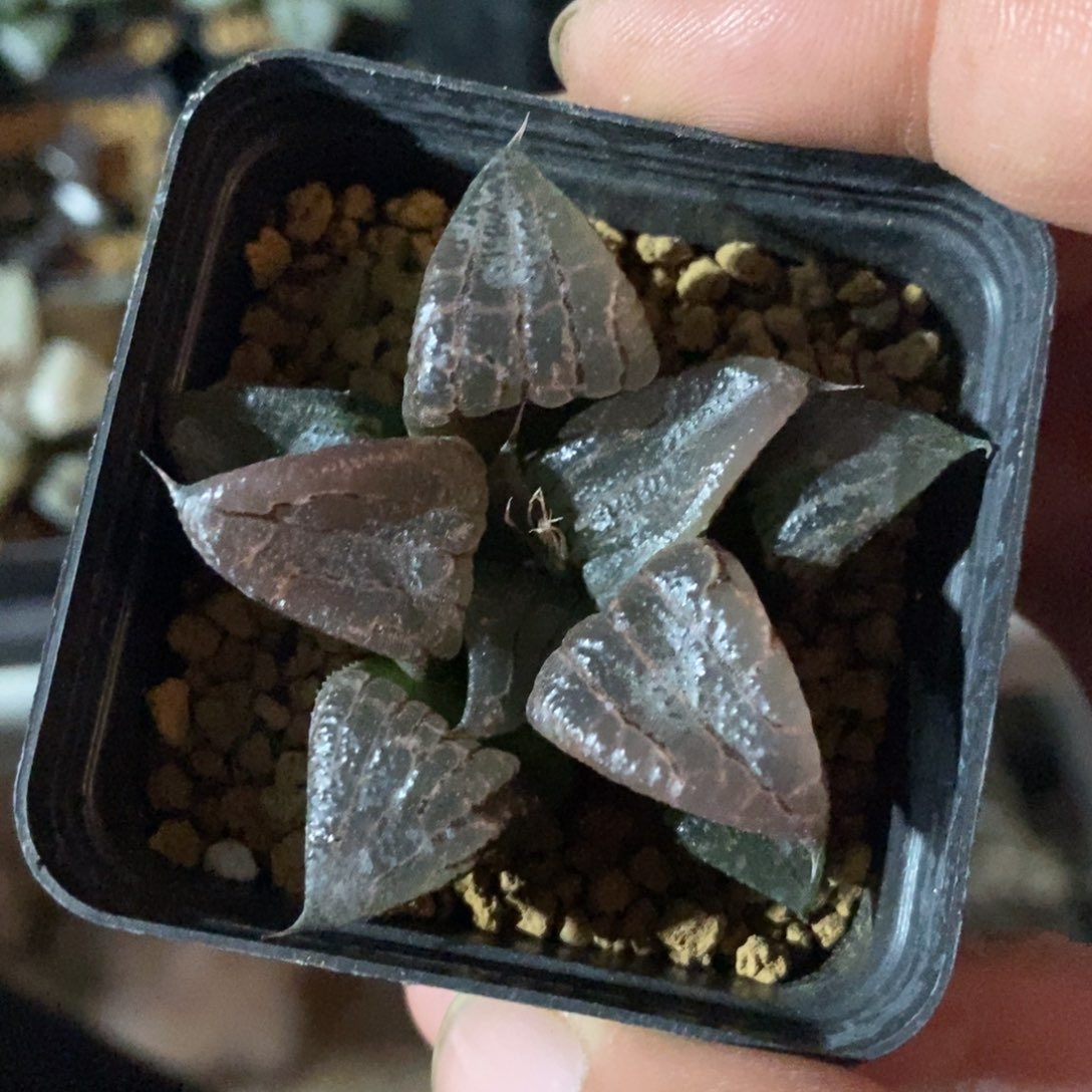 皮***y138 一颗福利。   