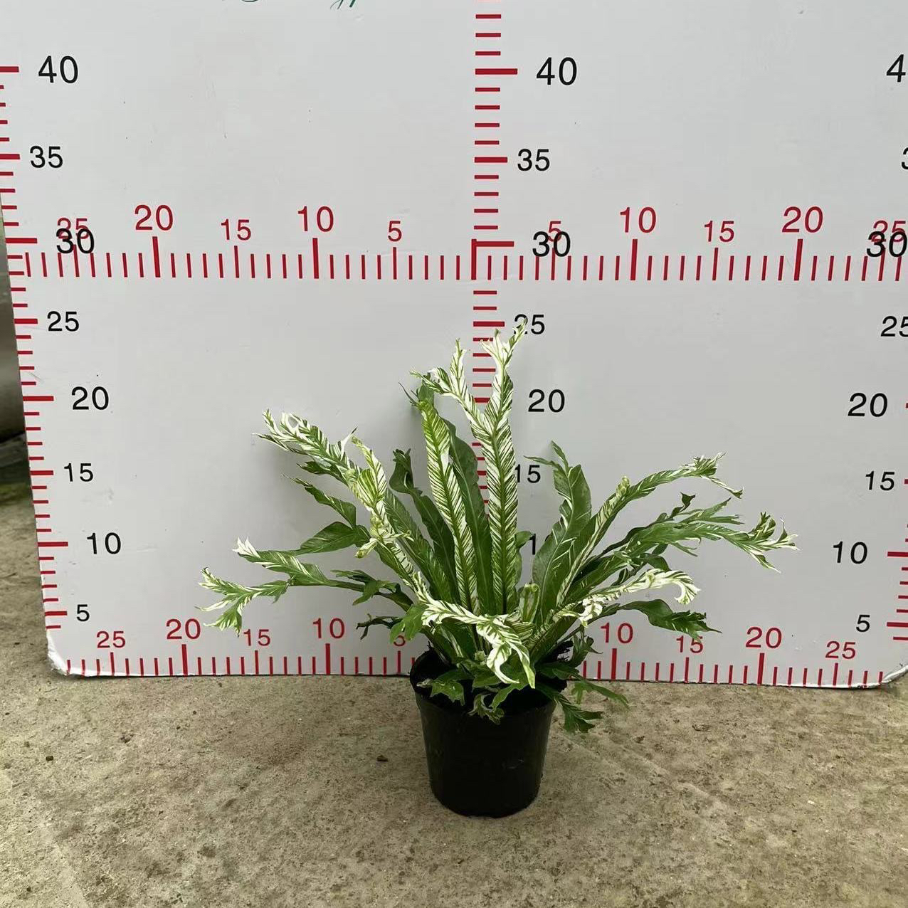 精品白锦鸟巢蕨白月光鸟巢蕨室内高端绿植花卉盆栽