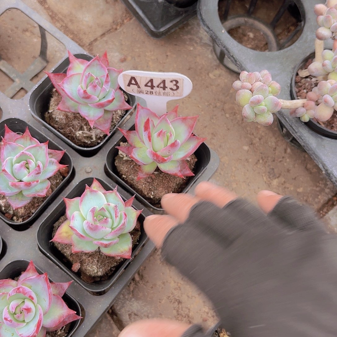 A443惊鸿仙子一物一拍